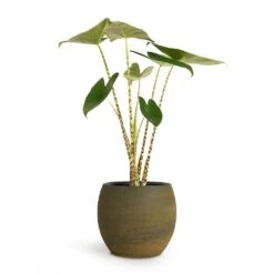 Dex Plant Pot - Forrest -Indoor Plants Store Alocasia zebrina Tiger Elephant Ear 13x45cm Dex Plant Pot Forrest 22x20cm