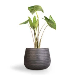 Angle Darcy Plant Pot - Anthracite -Indoor Plants Store Alocasia zebrina Tiger Elephant Ear 19x75cm Angle Darcy Plant Pot Anthracite 34.5x24cm 1 e69cd94e 70aa 4082 864f 450af7ddf6c4
