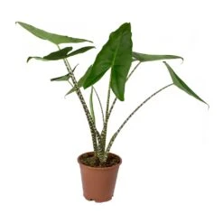 Alocasia Zebrina Tiger - Elephant Ear -Indoor Plants Store Alocasia zebrina Tiger Elephant Ear 19x80cm f69e2d00 6515 4fc0 b7f2 ab5e7472321a