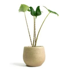 Ryan Plant Pot - Sand Gold -Indoor Plants Store Alocasia zebrina Tiger Elephant Ear Ryan Plant Pot Sand Gold