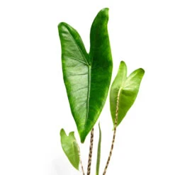 Alocasia Zebrina Tiger - Elephant Ear -Indoor Plants Store AlocasiazebrinaTiger ElephantEar 1