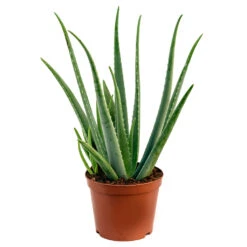 Aloe Vera -Indoor Plants Store Aloe Vera 70cm