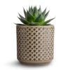 Aloe Aristata Cosmo -Indoor Plants Store Aloe aristata Cosmo 10.5x17cm Thies Plant Pot Olive Green 13x13cm