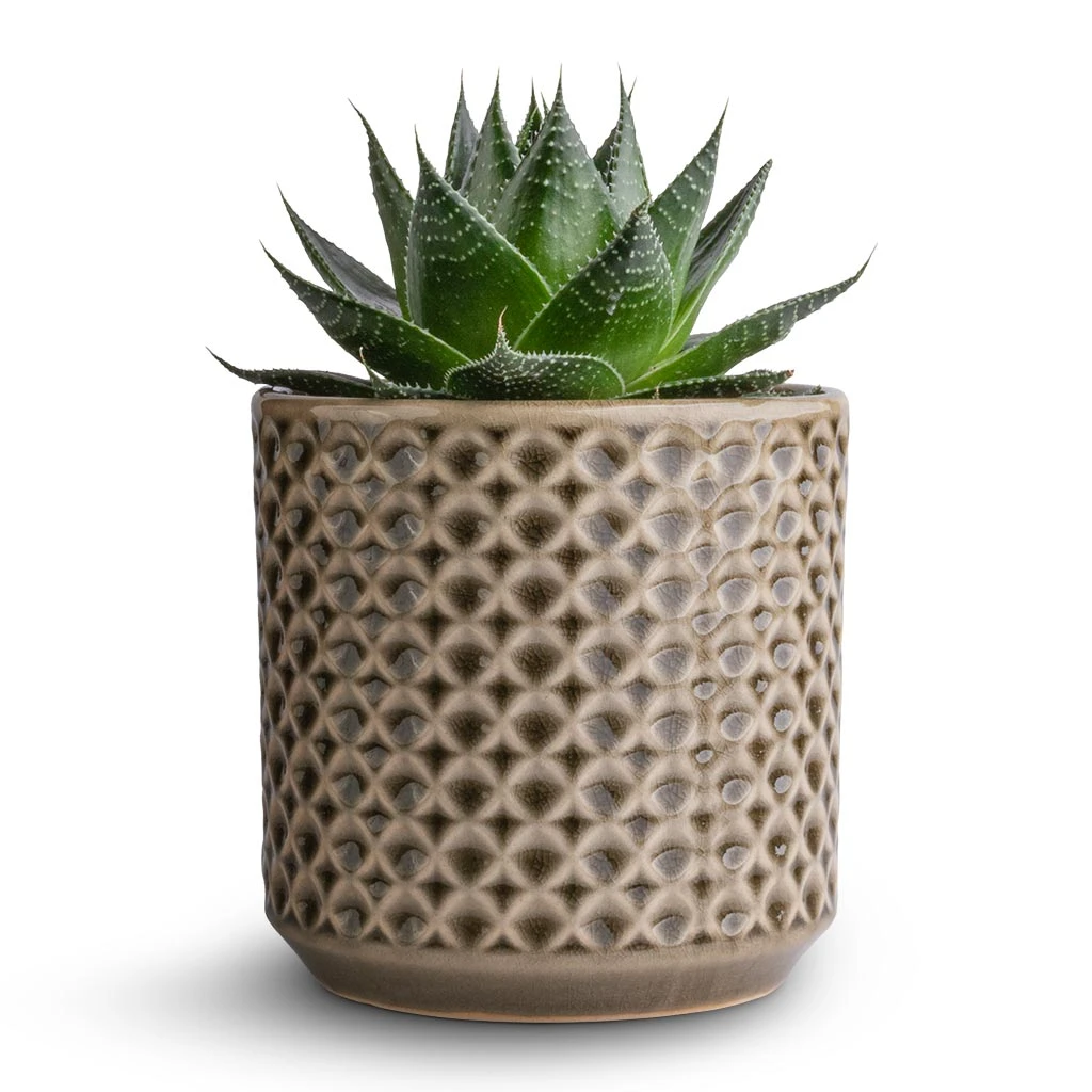 Aloe Aristata Cosmo 3 Aloe Aristata Cosmo