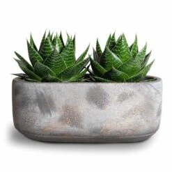 Aloe Aristata Cosmo 18 Aloe Aristata Cosmo -Indoor Plants Store Aloe aristata Cosmo 11x17cm Saar Oval Plant Bowl Earth Cement 26x13x11cm 2 50f5b65a 0bd0 45db 9d27 f937ec76664b