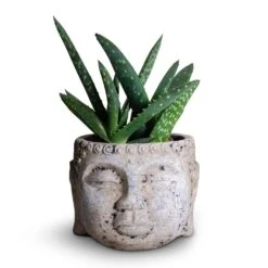 Aloe Vera Paradisicum - Jurassic Dino -Indoor Plants Store Aloe evera Paradisicum 10.5x20cm Buddha Plant Pot Cement 17x13cm c1e1c1d6 0487 4ed7 a298 c5c360a5405a