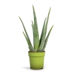 Aloe Vera -Indoor Plants Store Aloe vera 12x35cm