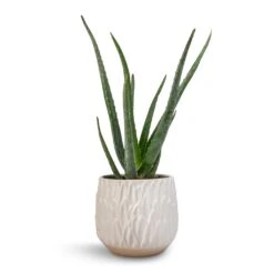 Arles Leaf Plant Pot - White -Indoor Plants Store Aloe vera 12x40cm Arles Leaf Plant Pot White 17x17cm