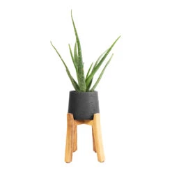 Patt Plant Pot - Tall Stand - Black Washed 16 Patt Plant Pot - Tall Stand - Black Washed -Indoor Plants Store Aloe vera 12x40cm Patt Plant Pot Tall Stand Black Washed 23x34cm