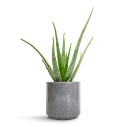 Aloe Vera -Indoor Plants Store Aloe vera 12x40cm Remmi Glaze Plant Pot Grey 16x16cm 643ded9d a6ed 4b82 8b19 1b4189d14970