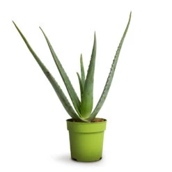 Aloe Vera -Indoor Plants Store Aloe vera 12x40cm 039499a8 986e 4a9b bff6 24faae8bf7ee