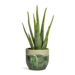 Moon Plant Pot - Jungle 23 Moon Plant Pot - Jungle -Indoor Plants Store Aloe vera 15x45cm Moon Plant Pot Jungle 19x16cm