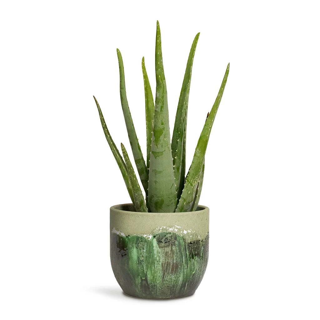 Moon Plant Pot - Jungle 10 Moon Plant Pot - Jungle - Image 8