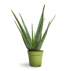Aloe Vera -Indoor Plants Store Aloe vera 15x50cm