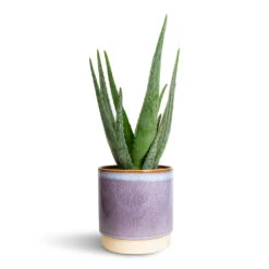 Aloe Vera -Indoor Plants Store Aloe vera 15x50cm Copenhagen Plant Pot Blue 18.5x19.5cm 2337ba21 7965 4bf1 8ce5 5b3276fc3250