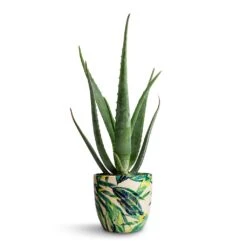 Aloe Vera -Indoor Plants Store Aloe vera 15x50cm Monza Plant Pot Botanical Fern 17x17cm e9257a20 191d 4734 bbc2 871ad769d340