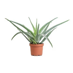 Aloe Vera -Indoor Plants Store Aloe vera 19x55cm