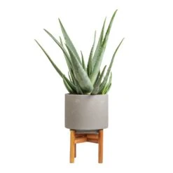 Vigo Plant Pot With Wooden Stand - Concrete Grey -Indoor Plants Store Aloe vera 19x55cm Vigo Plant Pot with Wooden Stand Concrete Grey 22x30.5cm