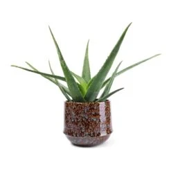 Aloe Vera -Indoor Plants Store Aloe vera 21x60cm Noud Plant Pot Marrakesh 26x22cm