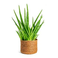 Aloe Vera Clumb -Indoor Plants Store Aloe vera Clumb Stef Plant Baskets Set of 5 Camel