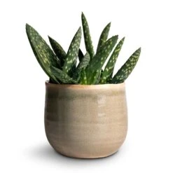 Aloe Vera Paradisicum - Jurassic Dino -Indoor Plants Store Aloe vera Paradisicum 10.5x20cm Iris Plant Pot Mint 14x12cm