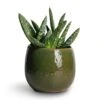 Aloe Vera Paradisicum - Jurassic Dino 1 Aloe Vera Paradisicum - Jurassic Dino -Indoor Plants Store Aloe vera Paradisicum 10.5x20cm Mischa Plant Pot Forest Green 15x14cm