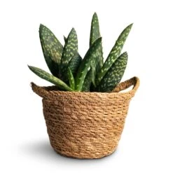 Aloe Vera Paradisicum - Jurassic Dino -Indoor Plants Store Aloe vera Paradisicum 10.5x20cm Nelis Plant Basket Natural 13x12cm