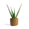Aloe Vera 2 Aloe Vera -Indoor Plants Store Aloe vera Thies Plant Pot Mustard