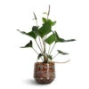 Anthurium Arrow -Indoor Plants Store Anthurium Arrow 14x50cm Noud Plant Pot Marrakesh 17x15cm