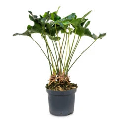 Anthurium Arrow -Indoor Plants Store Anthurium Arrow 30x90cm