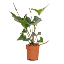 Anthurium Arrow -Indoor Plants Store Anthurium Arrow Flamingo Flower 14x50cm