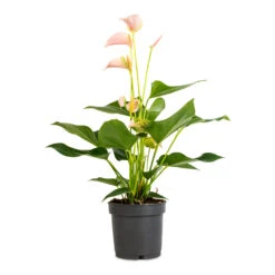 Anthurium - Flamingo Flower - Joli Peach -Indoor Plants Store Anthurium Flamingo Flower Joli Peach 12x40cm