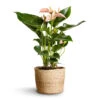 Anthurium - Flamingo Flower - Joli Peach -Indoor Plants Store Anthurium Flamingo Flower Joli Peach 12x40cm Maartje Plant Baskets Set of 5 Jute 2 18adb797 6fda 420f b435 cd5c894f28bb