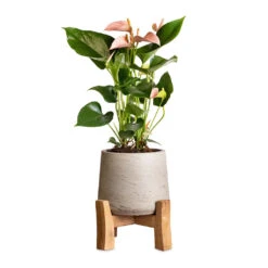 Anthurium - Flamingo Flower - Joli Peach -Indoor Plants Store Anthurium Flamingo Flower Joli Peach 12x40cm Patt Plant Pot Low Stand Grey Washed 20x21cm 2