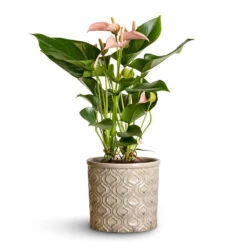Anthurium - Flamingo Flower - Joli Peach -Indoor Plants Store Anthurium Flamingo Flower Joli Peach 12x40cm Venetian Plant Pot Grey 16x14cm 2