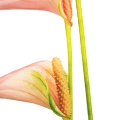 Anthurium - Flamingo Flower - Joli Peach -Indoor Plants Store Anthurium Flamingo Flower Joli Peach SWATCH 2