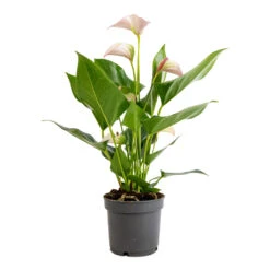 Anthurium - Flamingo Flower - Joli Pulse -Indoor Plants Store Anthurium Flamingo Flower Joli Pulse 12x40cm