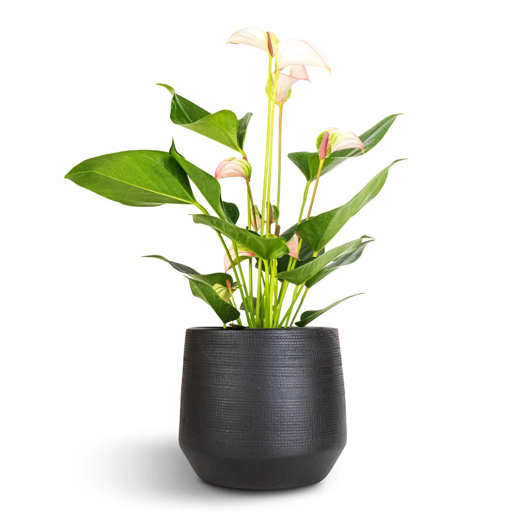Norell Plant Pot - Black 16 Norell Plant Pot - Black - Image 14