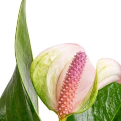 Anthurium - Flamingo Flower - Joli Pulse -Indoor Plants Store Anthurium Flamingo Flower Joli Pulse SWATCH 2