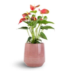 Remi Plant Pot - Pink 17 Remi Plant Pot - Pink -Indoor Plants Store Anthurium Flamingo Flower Royal Red 12x40cm Remi Plant Pot Pink 18x19cm