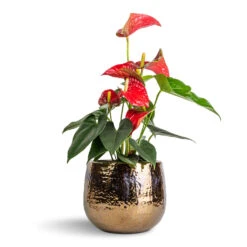 Anthurium - Flamingo Flower - Royal Red -Indoor Plants Store Anthurium Flamingo Flower Royal Red 12x40cm Yvette Plant Pot Gold 19x16cm
