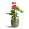 Anthurium - Flamingo Flower - Royal Red -Indoor Plants Store Anthurium Flamingo Flower Royal Red 12x40cm Zembla Plant Pot Green 15x13cm 290e1a1b 54f1 4f70 b12f a2e1a2fae8ce