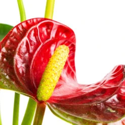 Indoor Plants Store -Indoor Plants Store Anthurium Flamingo Flower Royal Red SWATCH