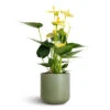 Anthurium - Flamingo Flower - Vanilla -Indoor Plants Store Anthurium Flamingo Flower Vanilla 12x40cm Lisbon Plant Pot Sage 13x13cm