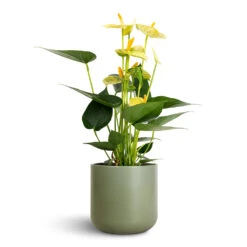 Anthurium - Flamingo Flower - Vanilla