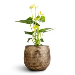 Ryan Plant Pot - Shiny Gold -Indoor Plants Store Anthurium Flamingo Flower Vanilla Ryan Plant Pot Shiny Gold 18x16cm 1 fd896703 9692 4fce a795 9f702024b4b9
