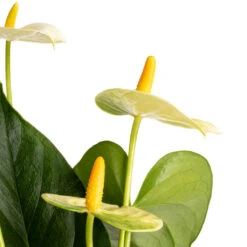 Anthurium - Flamingo Flower - Vanilla -Indoor Plants Store Anthurium Flamingo Flower Vanilla SWATCH 2