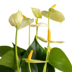 Anthurium - Flamingo Flower - Vanilla -Indoor Plants Store Anthurium Flamingo Flower Vanilla SWATCH 3