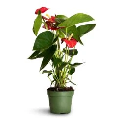 Anthurium - Flamingo Flower - Royal Red -Indoor Plants Store Anthurium Royal Champion 2