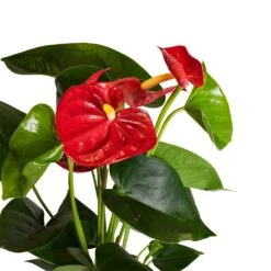 Anthurium - Flamingo Flower - Royal Red -Indoor Plants Store Anthurium Royal Champion Close Up